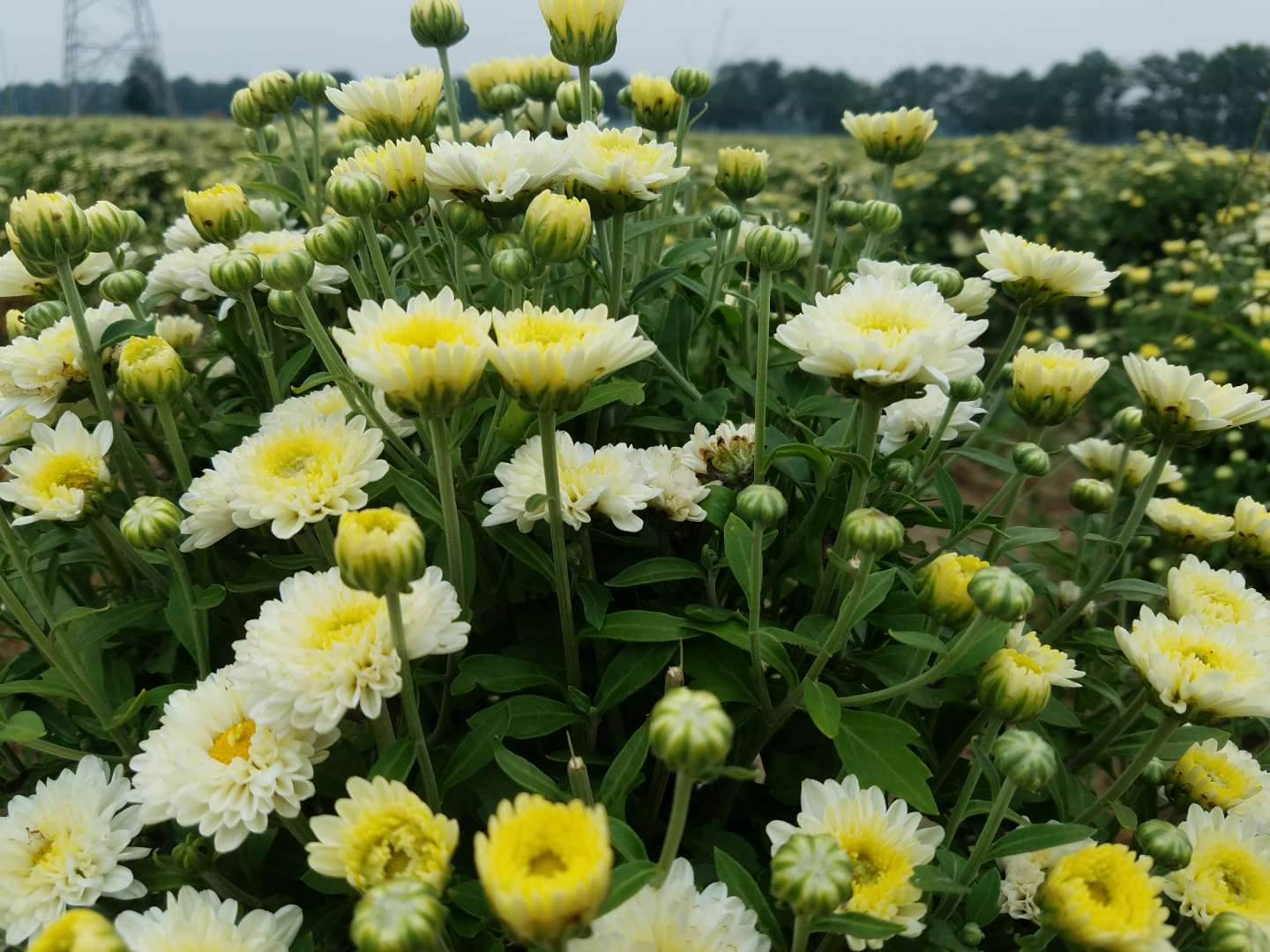 无码免费人妻A片AAA毛片西瓜